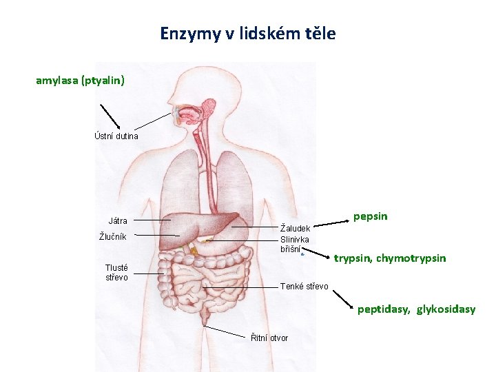 Enzymy v lidském těle amylasa (ptyalin) Ústní dutina Játra Žlučník Tlusté střevo pepsin Žaludek