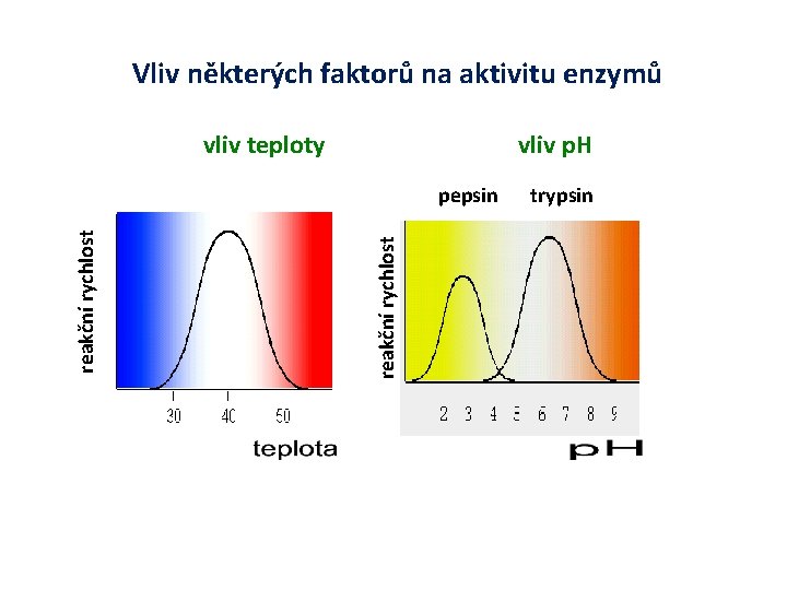 Vliv některých faktorů na aktivitu enzymů vliv teploty vliv p. H reakční rychlost pepsin