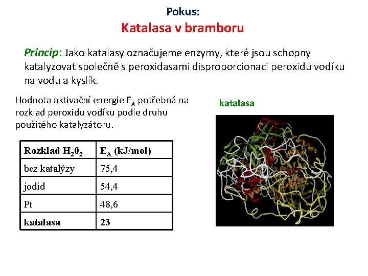 Pokus: Katalasa v bramboru Princip: Jako katalasy označujeme enzymy, které jsou schopny katalyzovat společně