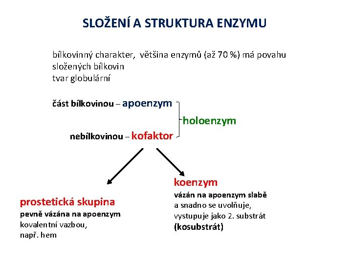 SLOŽENÍ A STRUKTURA ENZYMU bílkovinný charakter, většina enzymů (až 70 %) má povahu složených