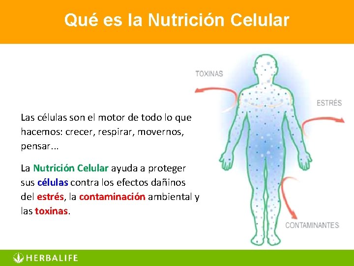 Qué es la Nutrición Celular Las células son el motor de todo lo que