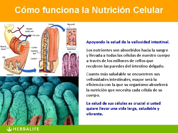 Cómo funciona la Nutrición Celular Apoyando la salud de la vellosidad intestinal. Los nutrientes