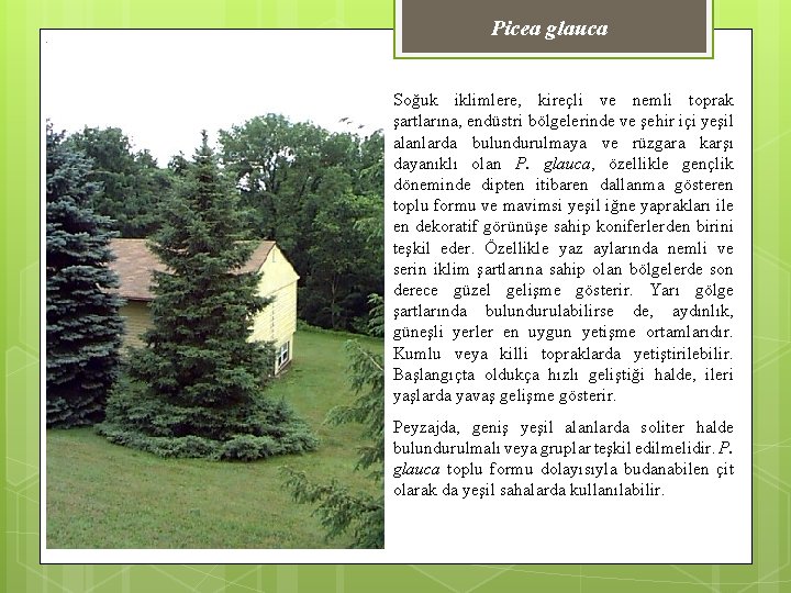 Picea glauca Soğuk iklimlere, kireçli ve nemli toprak şartlarına, endüstri bölgelerinde ve şehir içi