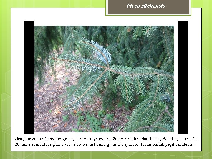Picea sitchensis Genç sürgünler kahverengimsi, sert ve tüysüzdür. İğne yaprakları dar, basık, dört köşe,