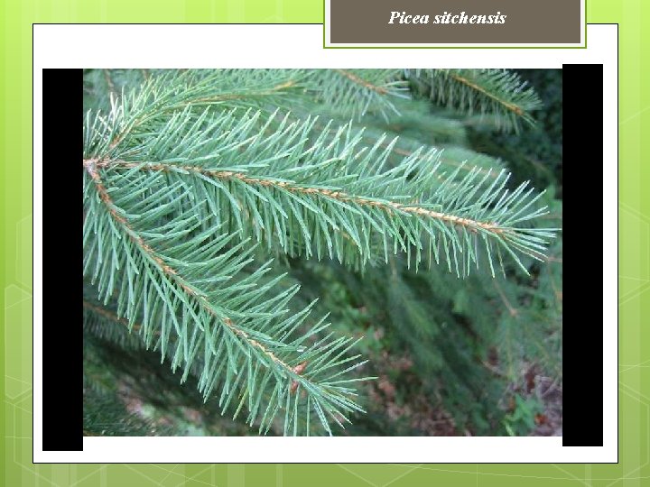 Picea sitchensis 