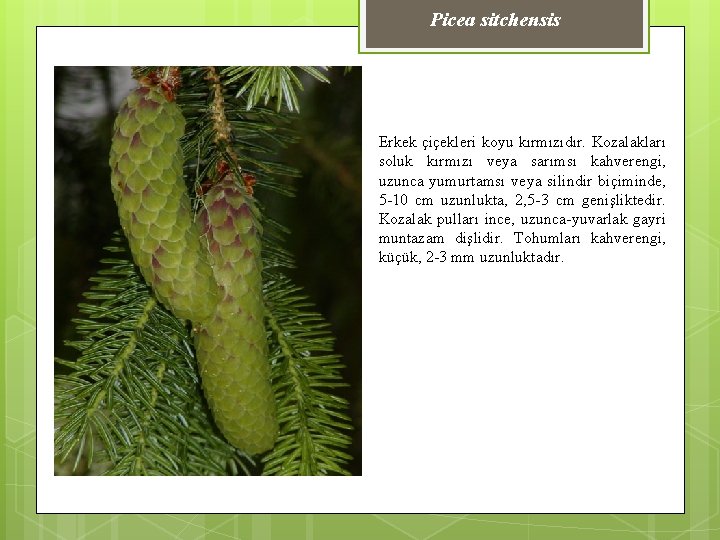 Picea sitchensis Erkek çiçekleri koyu kırmızıdır. Kozalakları soluk kırmızı veya sarımsı kahverengi, uzunca yumurtamsı