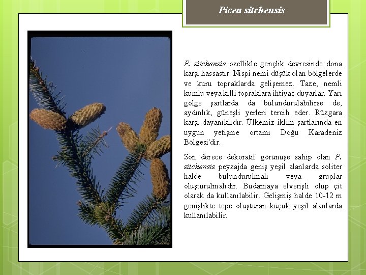 Picea sitchensis P. sitchensis özellikle gençlik devresinde dona karşı hassastır. Nispi nemi düşük olan