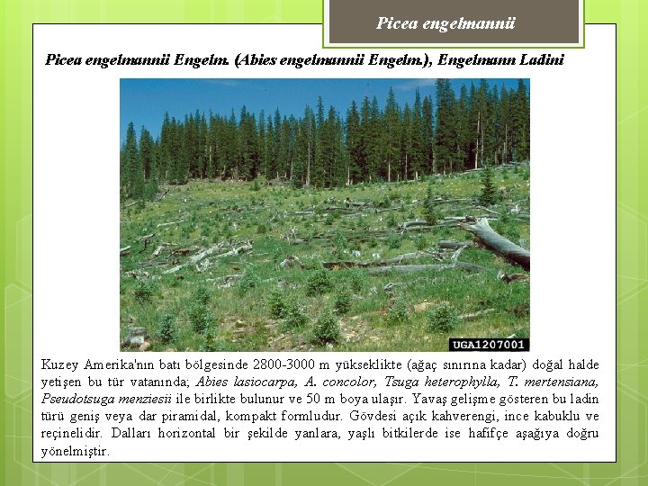 Picea engelmannii Engelm. (Abies engelmannii Engelm. ), Engelmann Ladini Kuzey Amerika'nın batı bölgesinde 2800