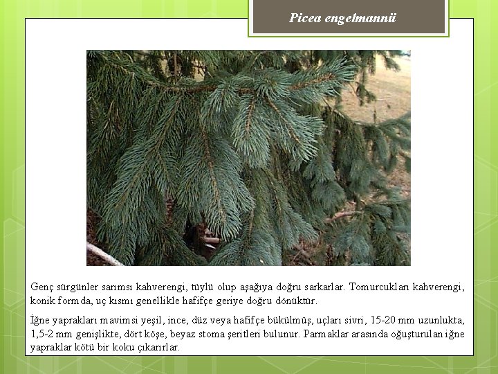 Picea engelmannii Genç sürgünler sarımsı kahverengi, tüylü olup aşağıya doğru sarkarlar. Tomurcukları kahverengi, konik