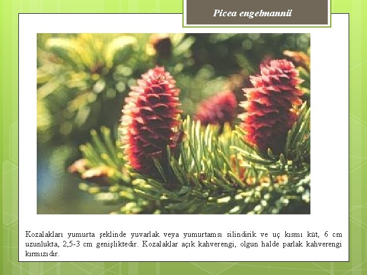 Picea engelmannii Kozalakları yumurta şeklinde yuvarlak veya yumurtamsı silindirik ve uç kısmı küt, 6