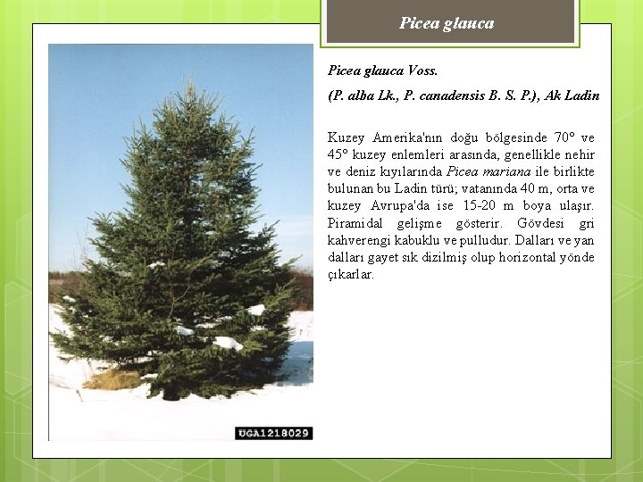 Picea glauca Voss. (P. alba Lk. , P. canadensis B. S. P. ), Ak