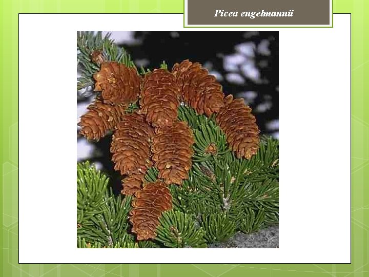 Picea engelmannii 