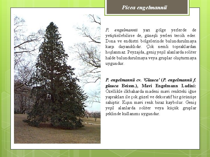 Picea engelmannii P. engelmannii yarı gölge yerlerde de yetiştirilebilirse de, güneşli yerleri tercih eder.