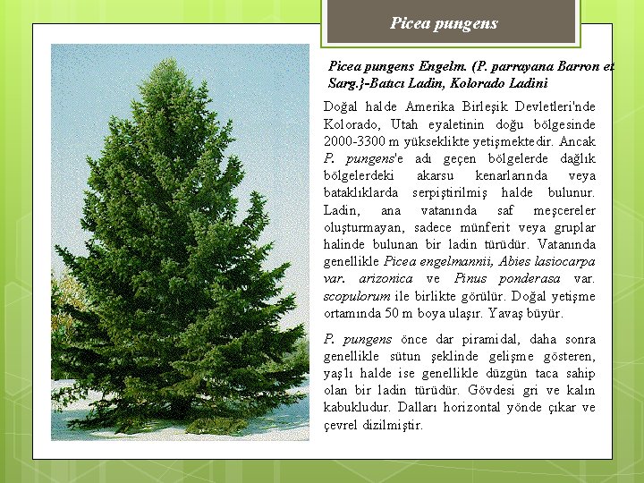 Picea pungens Engelm. (P. parrayana Barron et Sarg. }-Batıcı Ladin, Kolorado Ladini Doğal halde