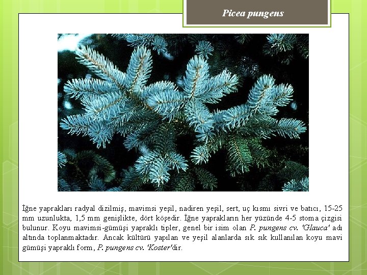 Picea pungens İğne yaprakları radyal dizilmiş, mavimsi yeşil, nadiren yeşil, sert, uç kısmı sivri