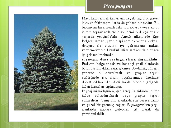 Picea pungens Mavi Ladin ırmak kenarlarında yetiştiği gibi, gayet kuru ve fakir topraklarda da