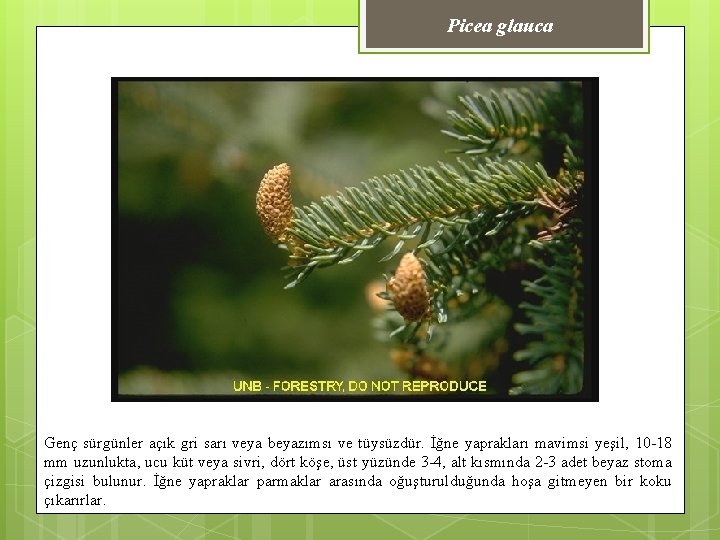 Picea glauca Genç sürgünler açık gri sarı veya beyazımsı ve tüysüzdür. İğne yaprakları mavimsi