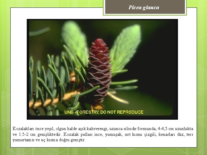 Picea glauca Kozalakları önce yeşil, olgun halde açık kahverengi, uzunca silindir formunda, 4 -4,