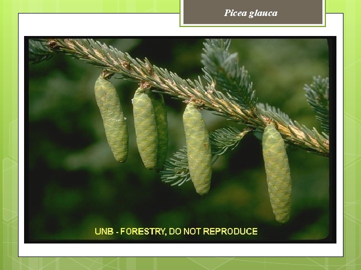 Picea glauca 