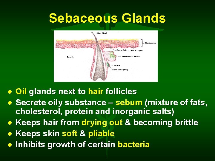 Sebaceous Glands Oil glands next to hair follicles Secrete oily substance – sebum (mixture