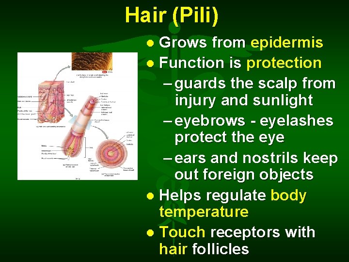 Hair (Pili) Grows from epidermis Function is protection – guards the scalp from injury