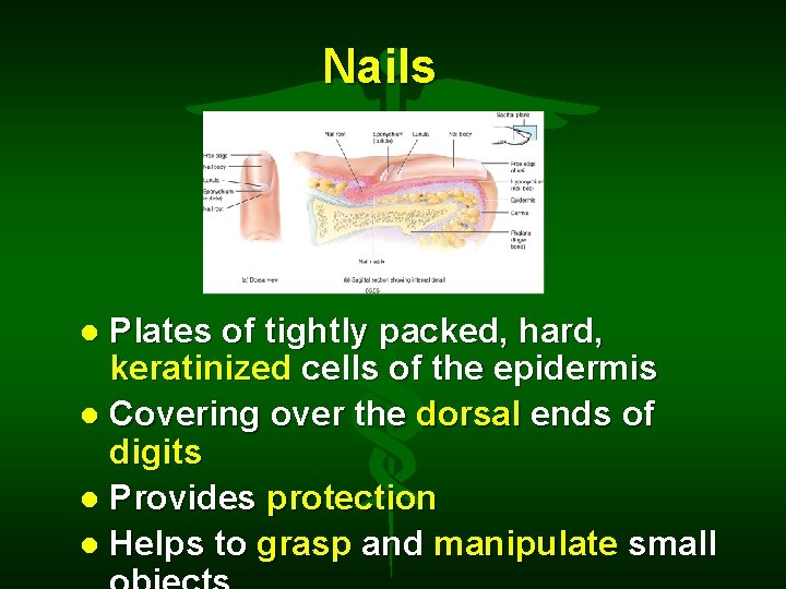 Nails Plates of tightly packed, hard, keratinized cells of the epidermis Covering over the