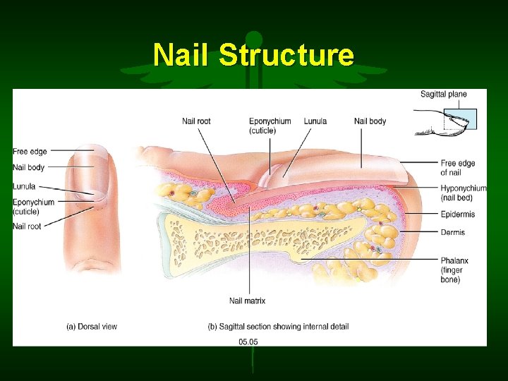 Nail Structure 