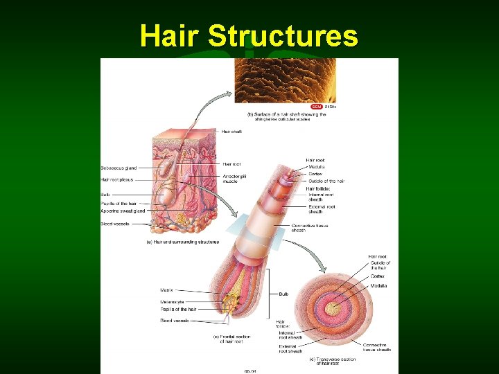 Hair Structures 