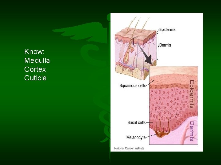 Know: Medulla Cortex Cuticle 