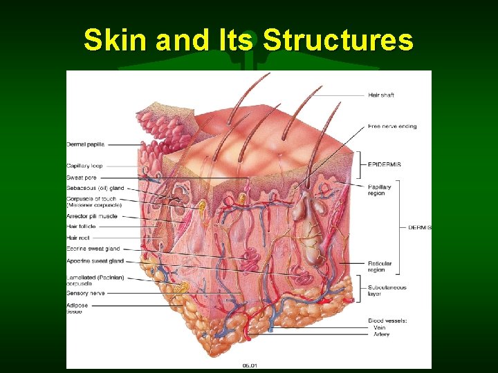 Skin and Its Structures 