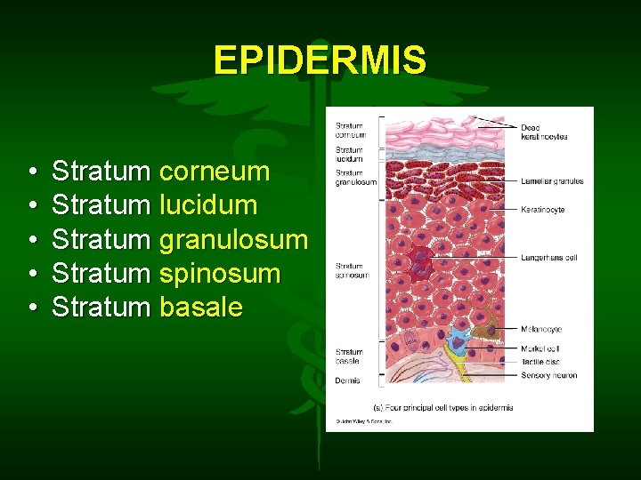 EPIDERMIS • • • Stratum corneum Stratum lucidum Stratum granulosum Stratum spinosum Stratum basale