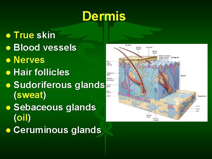 Dermis True skin Blood vessels Nerves Hair follicles Sudoriferous glands (sweat) Sebaceous glands (oil)