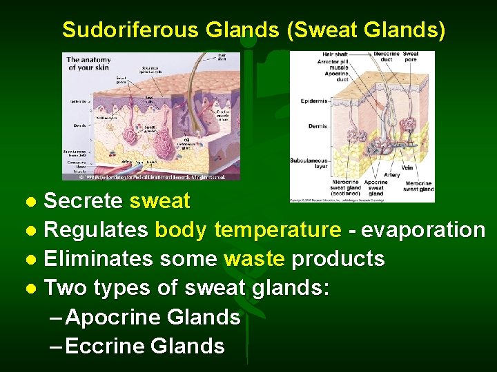 Sudoriferous Glands (Sweat Glands) Secrete sweat Regulates body temperature - evaporation Eliminates some waste