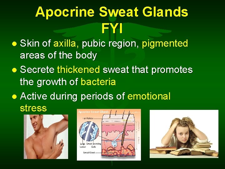 Apocrine Sweat Glands FYI Skin of axilla, pubic region, pigmented areas of the body