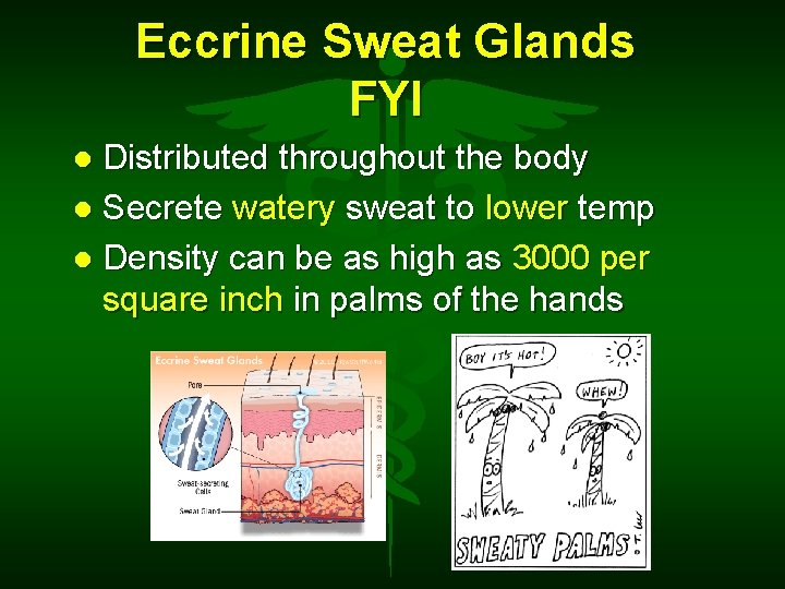 Eccrine Sweat Glands FYI Distributed throughout the body Secrete watery sweat to lower temp
