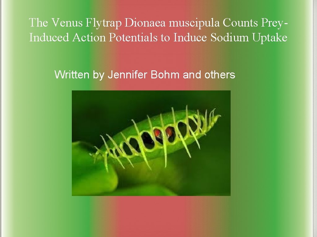 The Venus Flytrap Dionaea muscipula Counts Prey. Induced Action Potentials to Induce Sodium Uptake