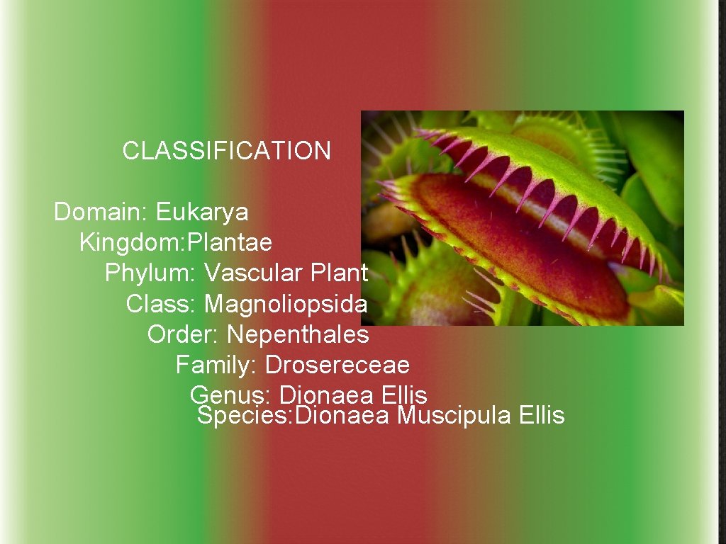 CLASSIFICATION Domain: Eukarya Kingdom: Plantae Phylum: Vascular Plant Class: Magnoliopsida Order: Nepenthales Family: Drosereceae