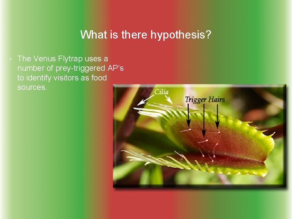 What is there hypothesis? • The Venus Flytrap uses a number of prey-triggered AP’s