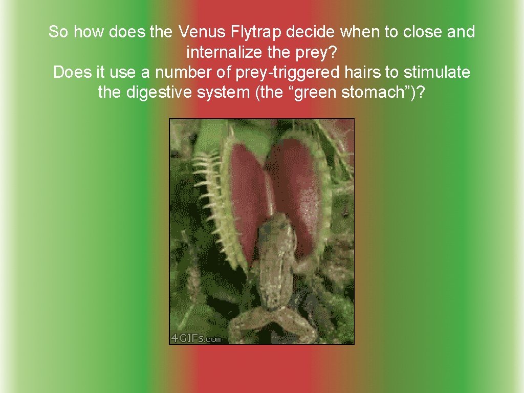 So how does the Venus Flytrap decide when to close and internalize the prey?