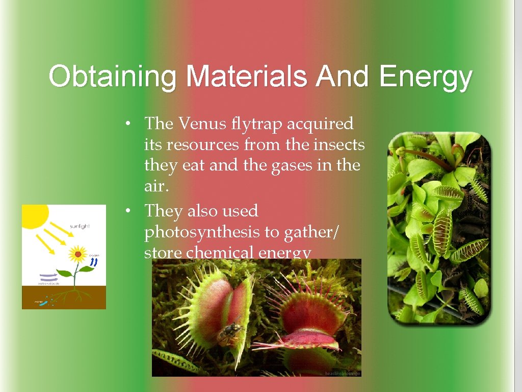 Obtaining Materials And Energy • The Venus flytrap acquired its resources from the insects