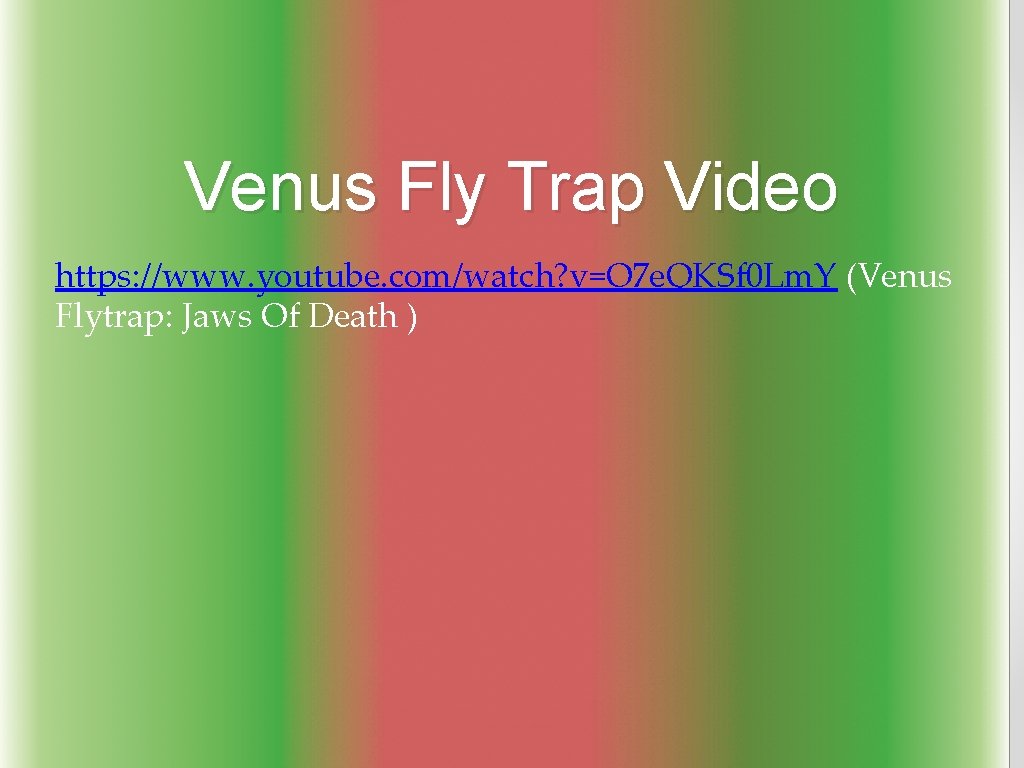 Venus Fly Trap Video https: //www. youtube. com/watch? v=O 7 e. QKSf 0 Lm.