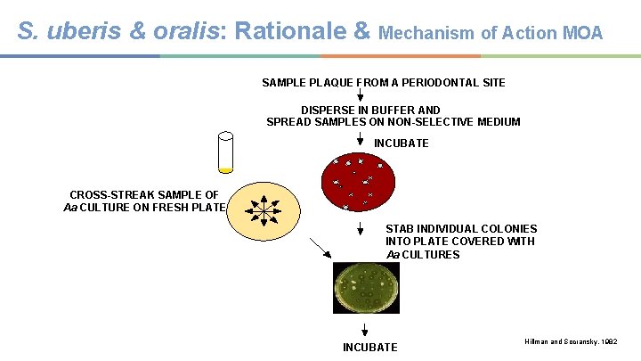 S. uberis & oralis: Rationale & Mechanism of Action MOA SAMPLE PLAQUE FROM A