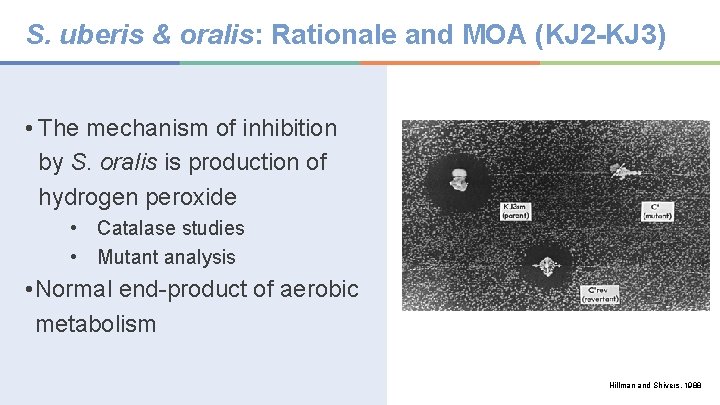 S. uberis & oralis: Rationale and MOA (KJ 2 -KJ 3) • The mechanism