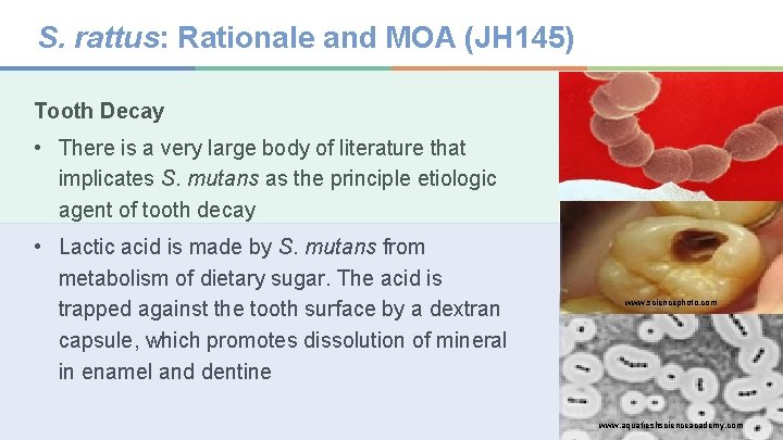 S. rattus: Rationale and MOA (JH 145) Tooth Decay • There is a very