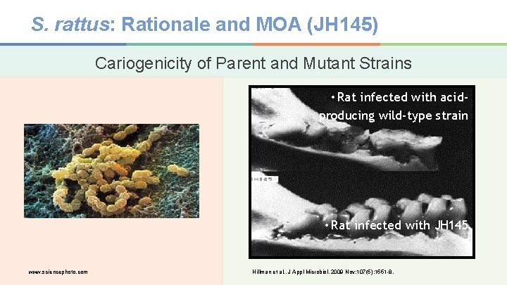 S. rattus: Rationale and MOA (JH 145) Cariogenicity of Parent and Mutant Strains •