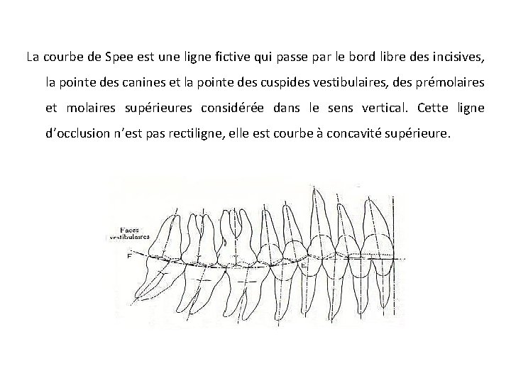 La courbe de Spee est une ligne fictive qui passe par le bord libre