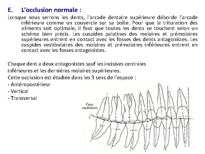 E. L’occlusion normale : Lorsque nous serrons les dents, l’arcade dentaire supérieure déborde l’arcade