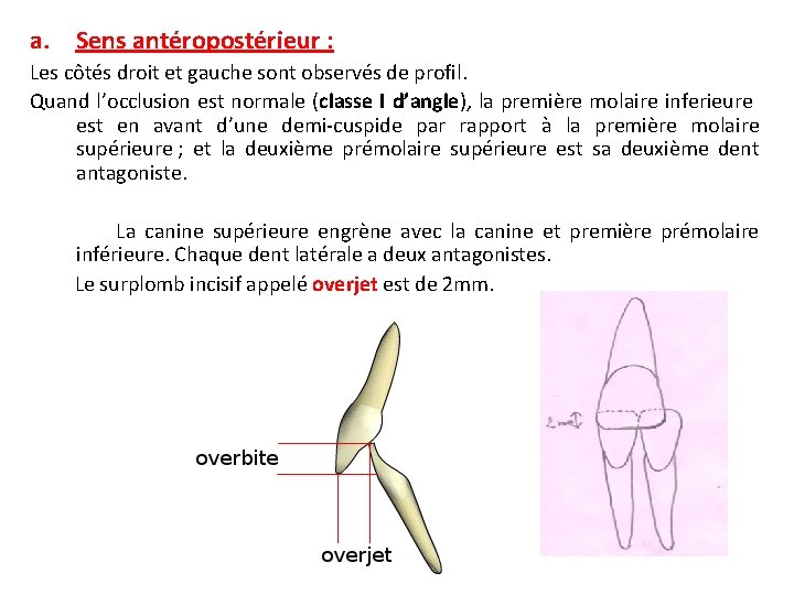 a. Sens antéropostérieur : Les côtés droit et gauche sont observés de profil. Quand