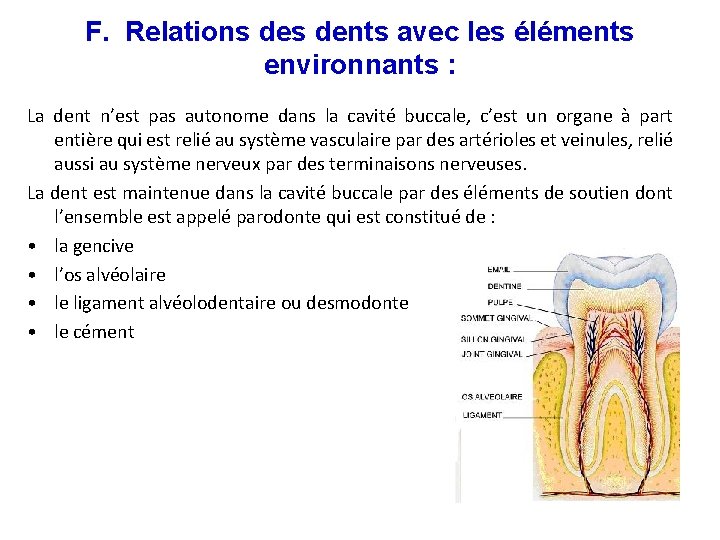 F. Relations dents avec les éléments environnants : La dent n’est pas autonome dans