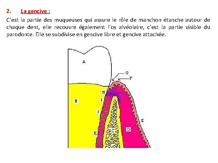 2. La gencive : C’est la partie des muqueuses qui assure le rôle de